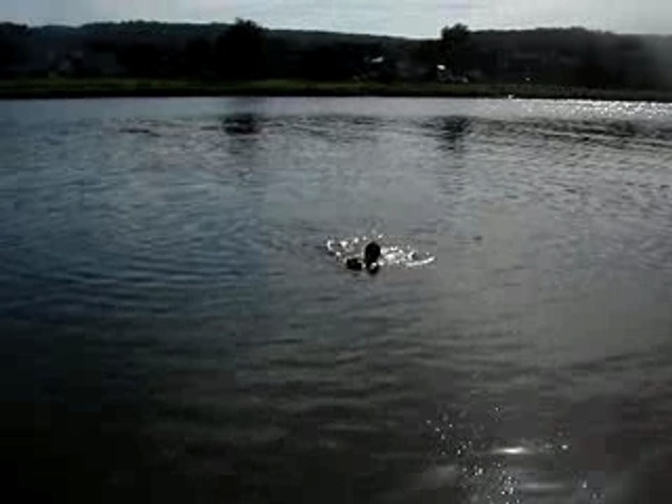 brice chien a l'eau