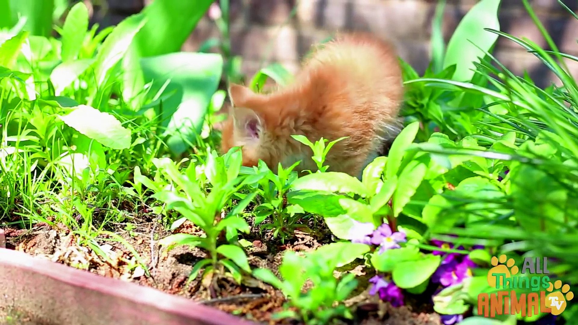 CATS   Animals for children. Kids Videos. Preschool Learning.