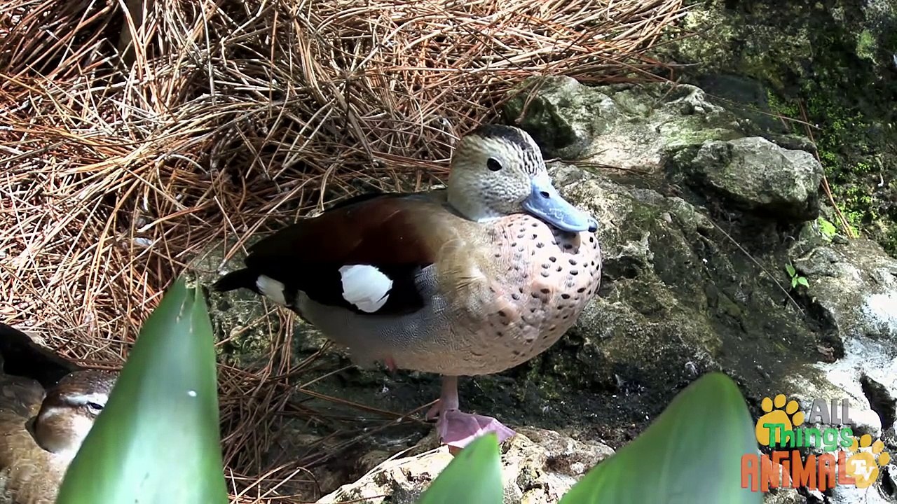 DUCKS   Animals for children. Kids videos. Kindergarten   Preschool learning