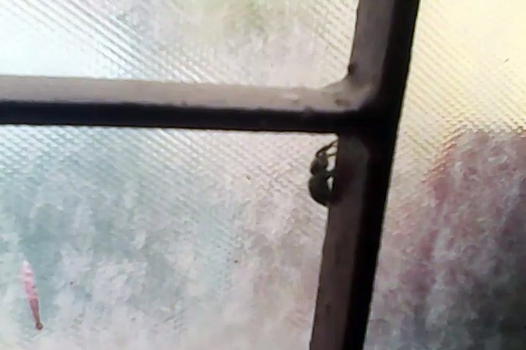 The Spider
