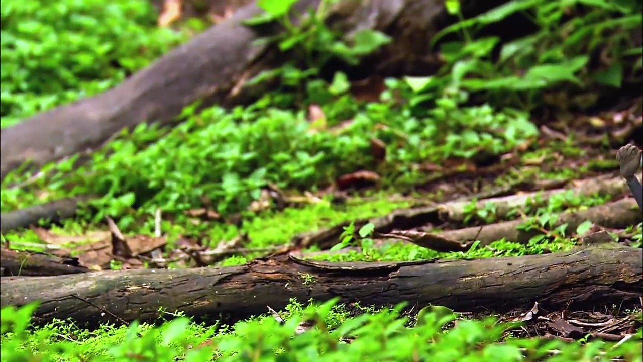 MONKEY- Animals for children. Kids videos. Kindergarten   Preschool learning