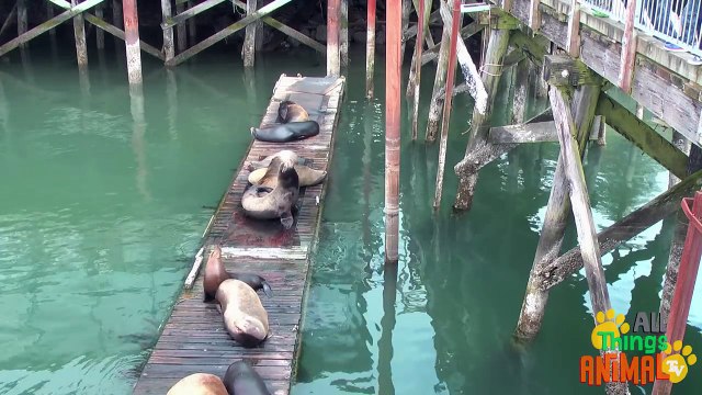 SEA LIONS- Animals for children. Kids videos. Kindergarten Preschool learning