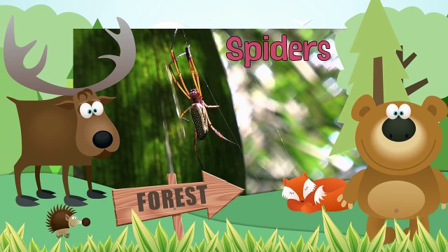 SPIDERS- Animals for children. Kids videos. Kindergarten Preschool learning