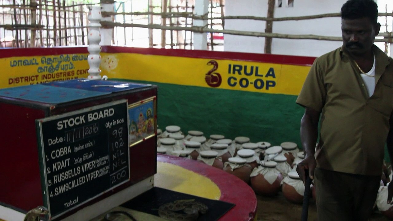 Schlangenfänger und Lebensretter in Indien