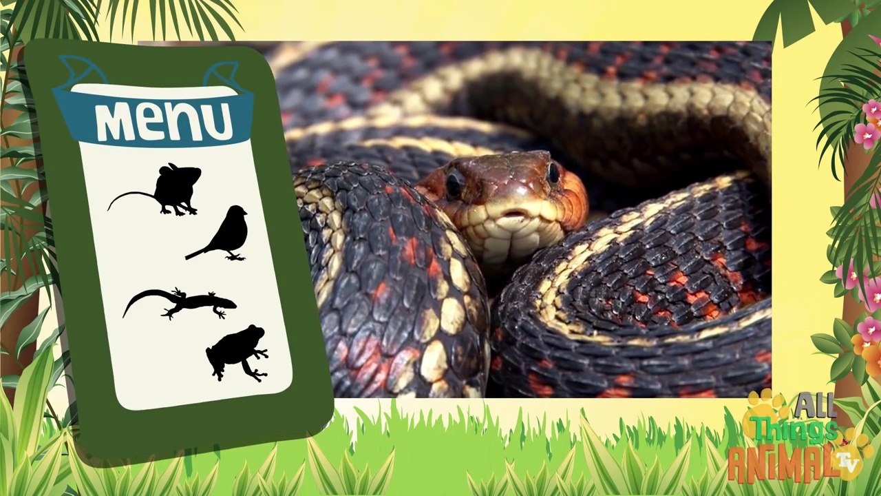 SNAKES- Animals for children. Kids videos. Kindergarten   Preschool learning