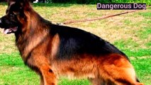 दुनिया के 10 सबसे खतरनाक कुत्ते। world s 10 most dangerous dog breed
