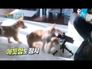 [예고] 대중소 가족 상봉에 견주들은 한낮에 '똥 줍기쇼'