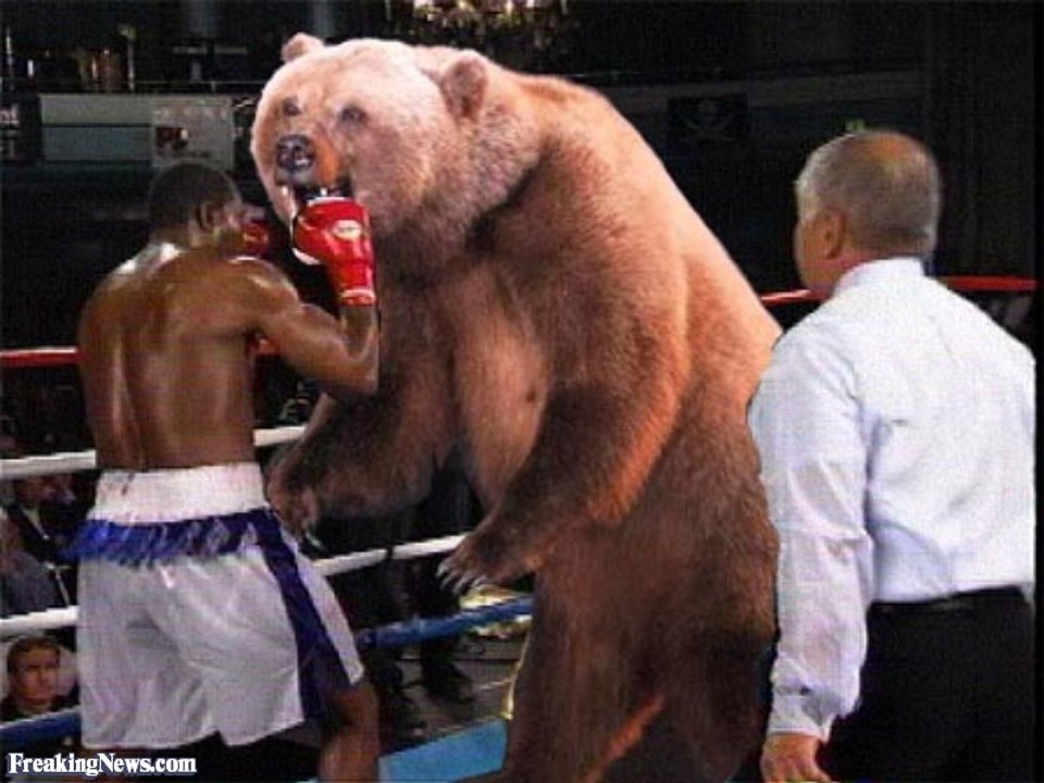 Wrestling with a bear