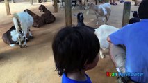 ANIMALS POOPING AT THE ZOO Kid at the ZOO Funny Family Fun Trip