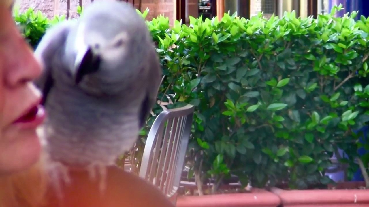 ANIMAL SOUNDS SONG  (21 Real Animals) BABIES, TODDLERS, PRESCHOOL, K-3