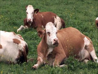 Fun Farm Animal Facts for Children   Kids Learning Videos