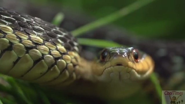Hayvalar dünyayı hangi renkte görürler?İşte Cevabı!