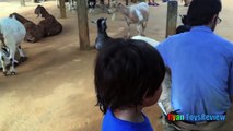 ANIMALS POOPING AT THE ZOO Kid at the ZOO Funny Family Fun Trip to Petting Farm Animals f