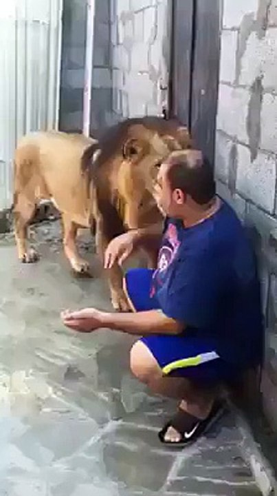 lion with owner