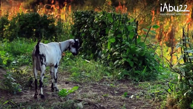 Baby Learn About Farm Animals - Real Video Of The Animals - Animal Puzzles For Kids and Toddlers