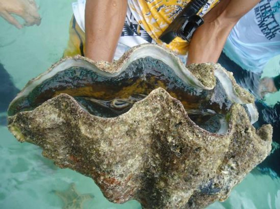 Giant clam shop video