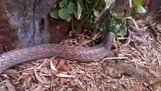 Whatsapp video   king cobra eating another snake   amazing video