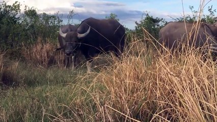 Lihat apa yang dilakukan kumpulan Banteng ini