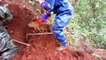 Ils découvrent le plus gros nid de frelons asiatiques du monde