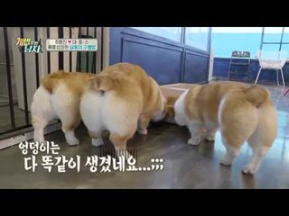 [팬서비스] 대중소 특급 구별법 & 컨셉사진 大 방출