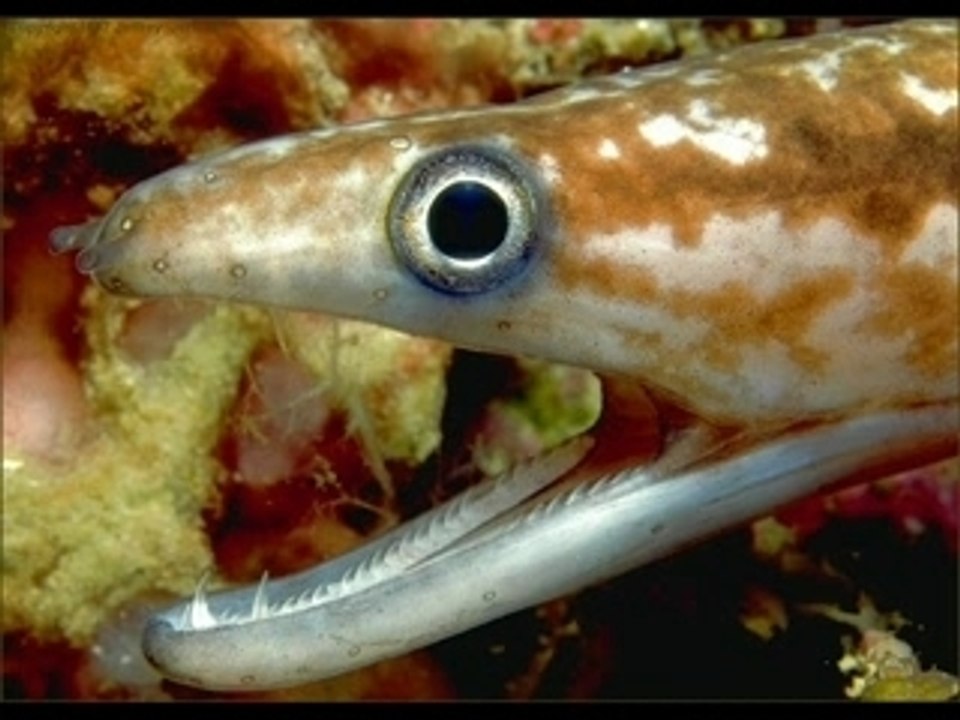 Morray Eels