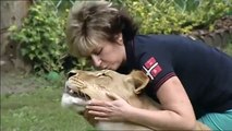 Lion attacks man at home