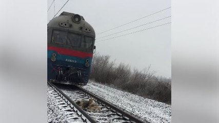 Deux chiens passent sous un train