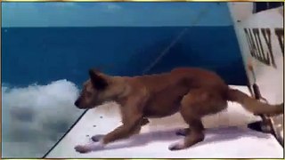 Amazing Funny Video   Shark Saves Dog   Whatsapp video