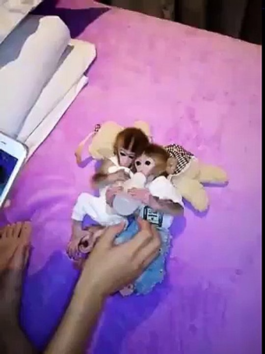 Monkey babies
