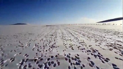 Images magnifiques d'un homme en scooter des neiges qui poursuit des lapins !