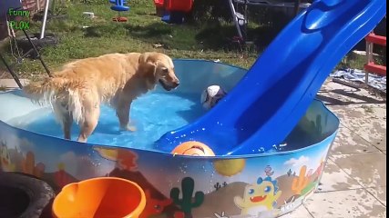 Funny Dogs - Try Not To Laugh Challenge for Kids 2016