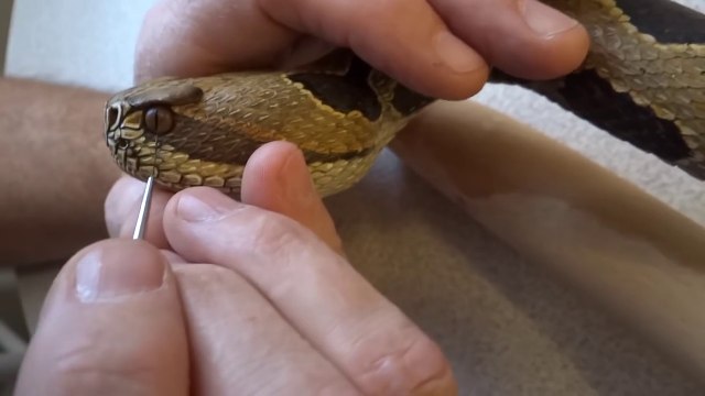 Ce sculpteur fabrique un serpent plus vrai que nature dans une canne en bois