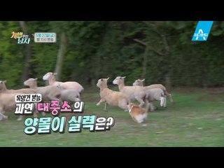 [예고] 전통 목양견 혈통 ‘웰시코기’ 대중소, 생애 첫 양몰이 도전하다!