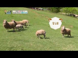 본 투 비 목양견 대중소, 천재犬 양몰이 쇼에 흥분?!