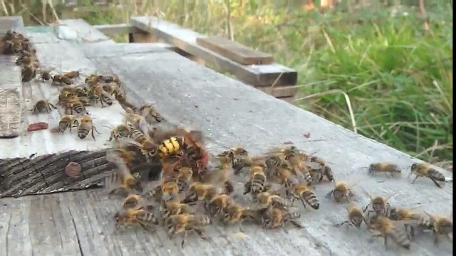 Des abeilles tuent un énorme frelon asiatique