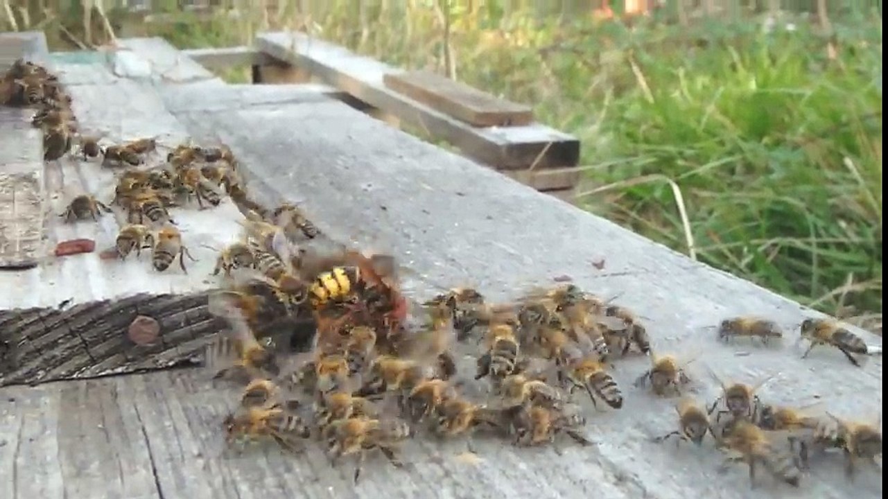 Des abeilles tuent un énorme frelon asiatique