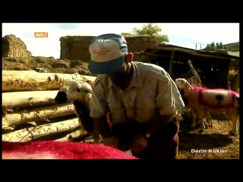 Çallı Köyü - Sivas - Koç Katımı - Derin Kökler - TRT Avaz