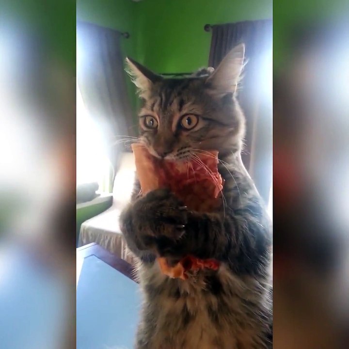 Un chat protège la part de pizza qu'il vient de voler