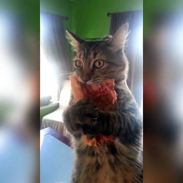 Un chat protège la part de pizza qu'il vient de voler