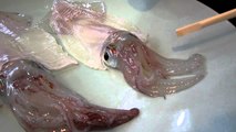 Cutting squid from alive to sashimi at Hakodate Fish Market