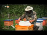 Başkurtlar'da Yaban Arıları - Turandakiler - TRT Avaz