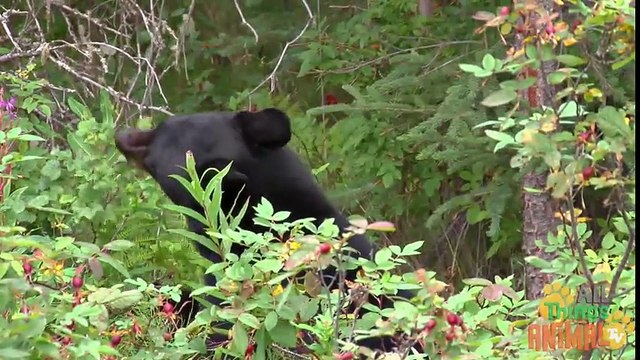 CRANE BIRD Animals for children. Kids videos. Kindergarten Preschool learning