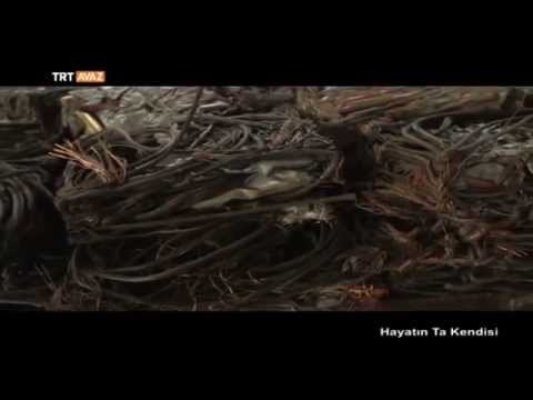 Hayatın Ta Kendisi (Gazi Üniversitesi'ne Türk Coğrafyalarından Gelenler) - TRT Avaz