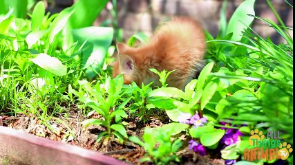 CRANE BIRD  Animals for children. Kids videos. Kindergarten   Preschool learning