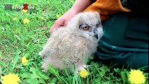 Funny Owls And Cute Owl Videos Compilation 2016