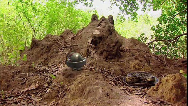 SEA OTTERS Animals for children. Kids videos. Kindergarten Preschool learning