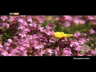 Karadeniz'den (Bayburt) - TRT Avaz