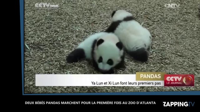 Zoo d'Atlanta : Deux bébés pandas marchent pour la première fois (Vidéo)