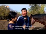 Gökbörü Oyununa Atlar Nasıl Hazırlanıyor? - Atayurt - TRT Avaz