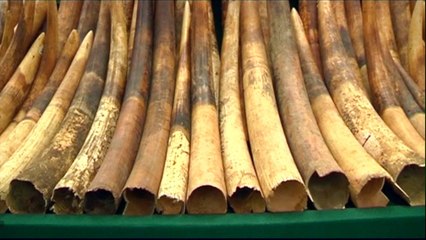 China: Domestic ivory trade to be banned by end of 2017